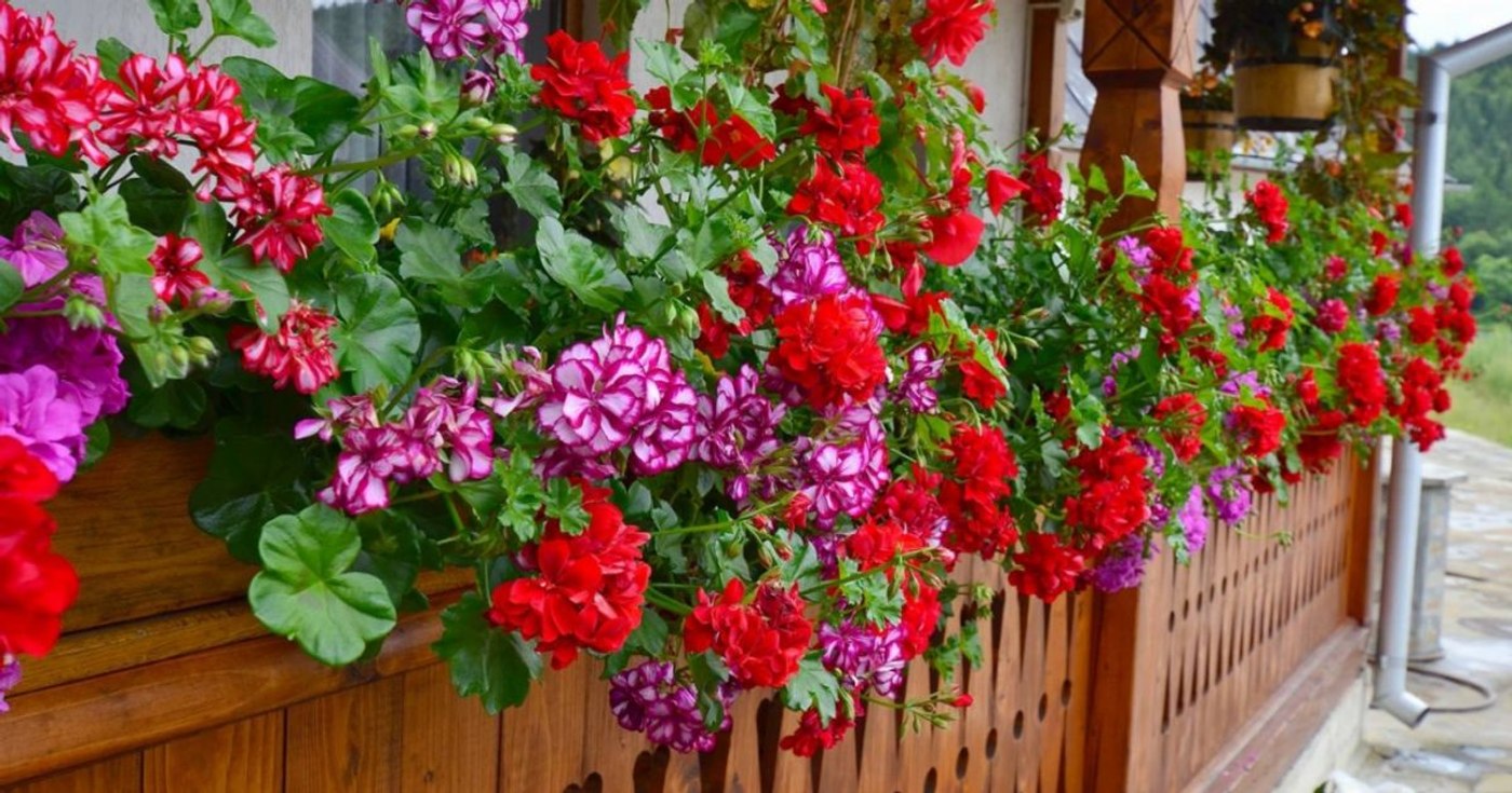 De ce sunt muscatele florile perfecte pentru locuinta ta