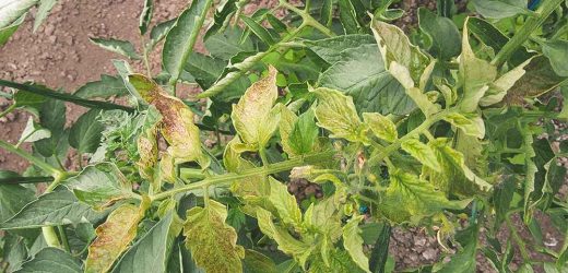 Topul plantelor care intaresc rezistenta la virusi