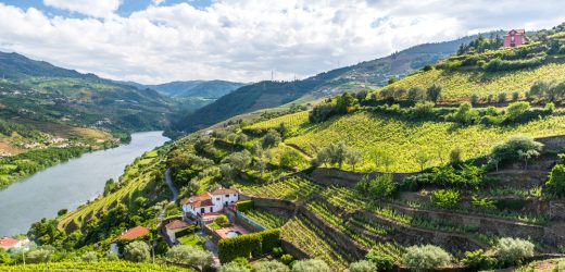 Top 5 destinatii pentru iubitorii de vin
