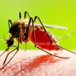 Cum sa folosesti o solutie anti tantari facuta in casa. 10 idei