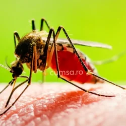 Cum sa folosesti o solutie anti tantari facuta in casa. 10 idei