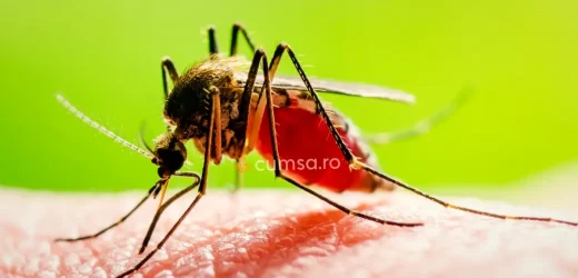 Cum sa folosesti o solutie anti tantari facuta in casa. 10 idei