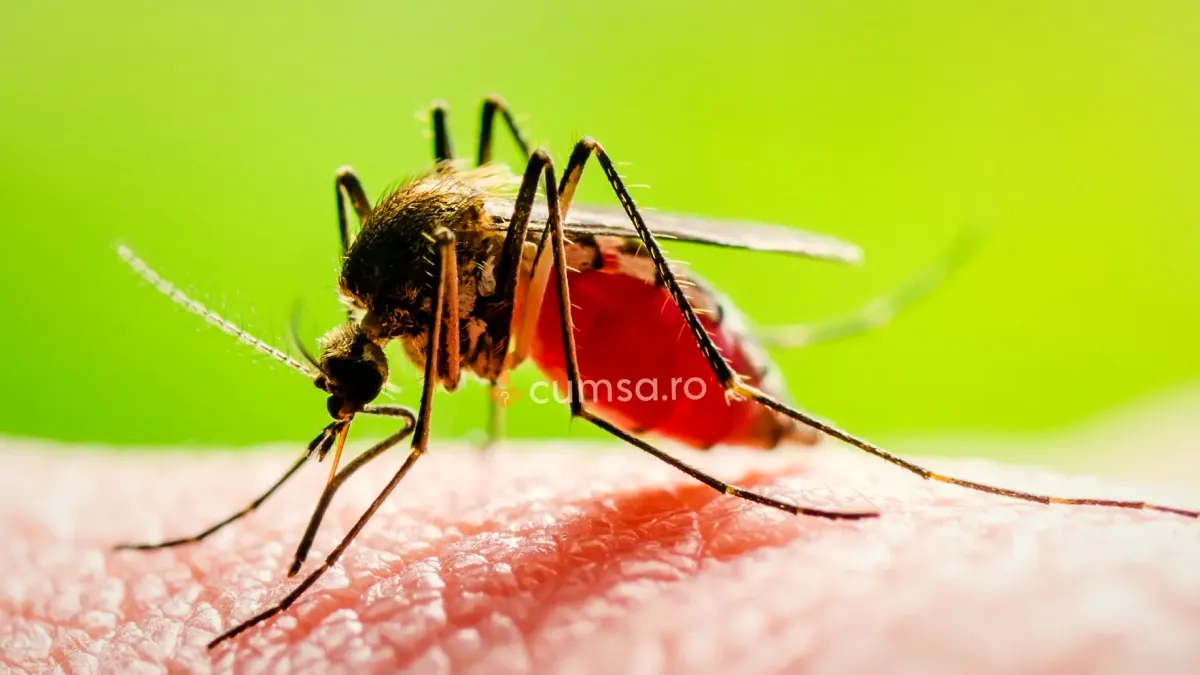 Cum sa folosesti o solutie anti tantari facuta in casa. 10 idei